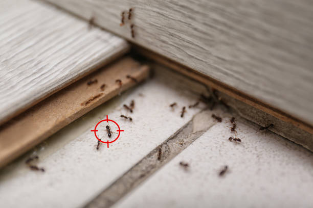 Best Pest Inspection Near Me  in Wellston, OH