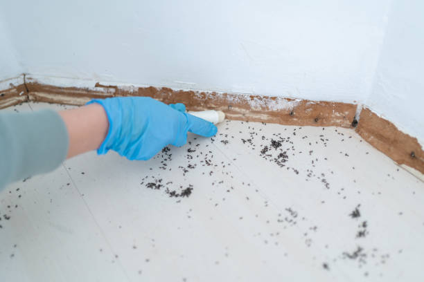 Best Ant Control Services  in Wellston, OH